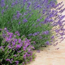Dark Violet Skullcap (Scutellaria) -Plant Seed Store lavandula pastor pride scutellaria violet cloud