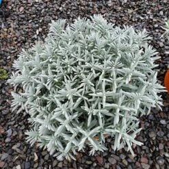 Sensational!™ Lavender -Plant Seed Store lavandula sensational 1