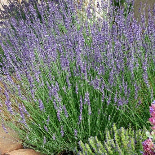 Gros Bleu French Lavender 1 Gros Bleu French Lavender