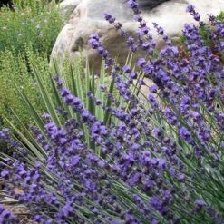 Sharon Roberts English Lavender 13 Sharon Roberts English Lavender -Plant Seed Store lavender sharon roberts 1