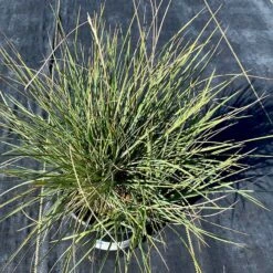 Basin Junior Wildrye -Plant Seed Store leymus salinus basin junior growing