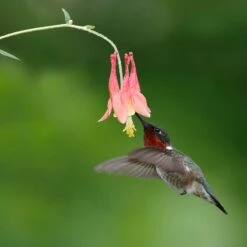Little Lanterns Columbine -Plant Seed Store little lanters columbine hummingbird