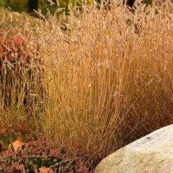 Little Prairie Native Wildflower Seed Mix -Plant Seed Store little prairie mix blue grama grass bouteloua gracilis