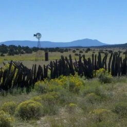 Little Prairie Native Wildflower Seed Mix -Plant Seed Store little prairie mix bouteloua gracilis meadow