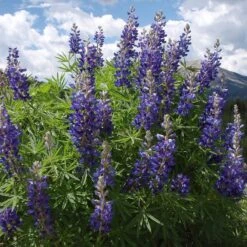 High Country Meadow Native Wildflower Seed Mix -Plant Seed Store lupine mountainside