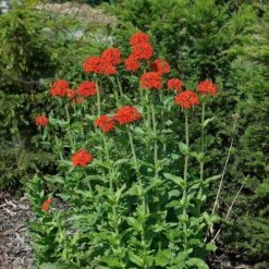 Maltese Cross (Silene) -Plant Seed Store lychnis chalcedonica 3