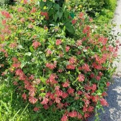 Major Wheeler Honeysuckle Vine -Plant Seed Store major wheeler honeysuckle vine 2 1