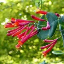 Major Wheeler Honeysuckle Vine -Plant Seed Store major wheeler honeysuckle vine c