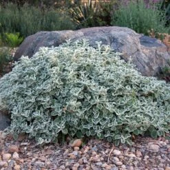 Silver Edged Horehound (Marrubium) -Plant Seed Store marrubium rotundifolium david winger1 plant select cropped