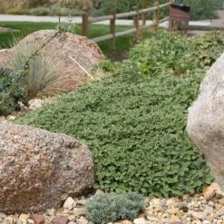 Silver Edged Horehound (Marrubium) -Plant Seed Store marrubium rotundifolium plant select cropped
