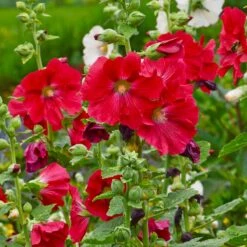 Mars Magic Single Hollyhock -Plant Seed Store mars magic single hollyhock alcea rosea walters garden flowers