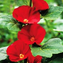 Mars Magic Single Hollyhock -Plant Seed Store mars magic single hollyhock alcea mars magic