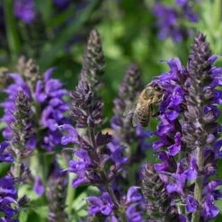 May Night Salvia 7 May Night Salvia -Plant Seed Store may night savlia bee