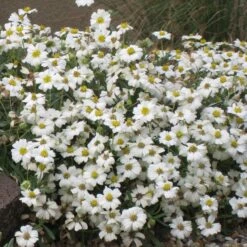 Blackfoot Daisy (Melampodium) -Plant Seed Store melampodium leucanthemum 82609 1
