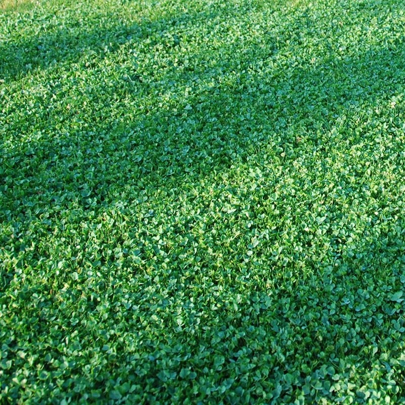 Microclover Seed (Pelleted) 1 Microclover Seed (Pelleted)