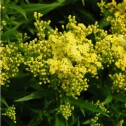 Plant Seed Store 26 Little Lemon Goldenrod (Solidago)