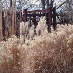 Gracillimus Miscanthus Grass -Plant Seed Store miscanthus ornamental grass winter