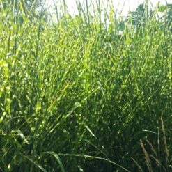 Gold Breeze Miscanthus Grass -Plant Seed Store miscanthus gold breeze 2 cropped