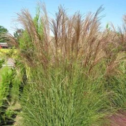 Gracillimus Miscanthus Grass -Plant Seed Store miscanthus gracillimus hni 03 cropped