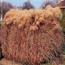 Gracillimus Miscanthus Grass -Plant Seed Store miscanthus gracillimus walters gardens cropped