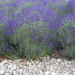 Mitcham Gray English Lavender -Plant Seed Store mitcham gray english lavender 1