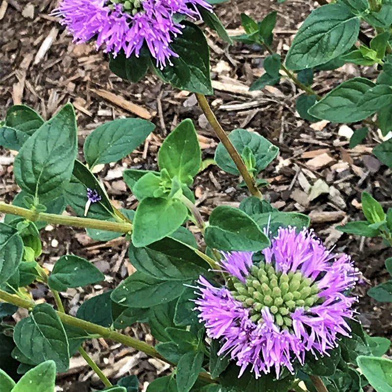Russian River Coyote Mint (Monardella) 2 Russian River Coyote Mint (Monardella) - Image 2