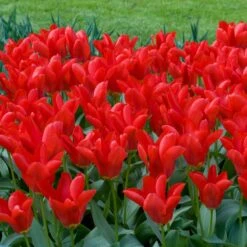 Red Emperor Tulip -Plant Seed Store moja02194 red emperor tulip cropped