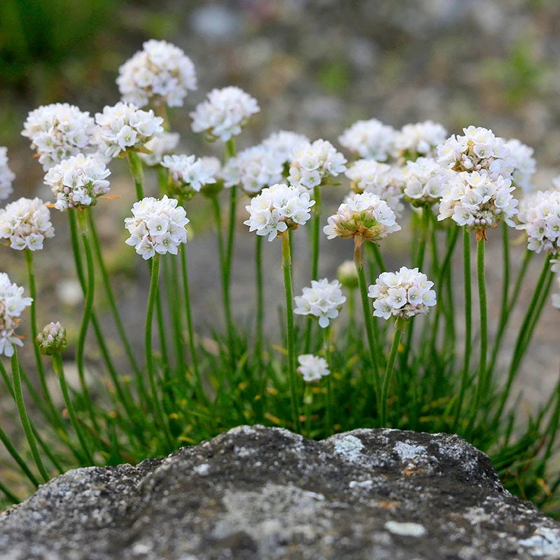 Morning Star White Armeria 2 Morning Star White Armeria - Image 2