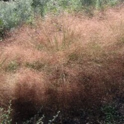 Undaunted® Ruby Muhly Grass -Plant Seed Store muhlenbergia reverchonii 3