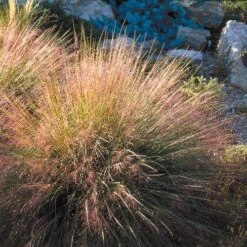 Undaunted® Ruby Muhly Grass -Plant Seed Store muhlenbergia reverchon 71138 1 web 4