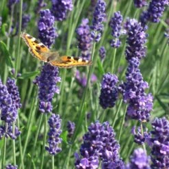 Munstead Violet English Lavender -Plant Seed Store munstead violet english lavender meadow pollinator
