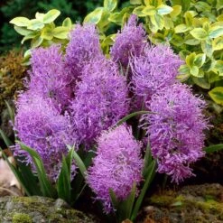 Plant Seed Store 18 Cotton Candy Grape Hyacinth