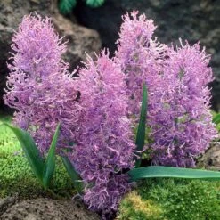 Cotton Candy Grape Hyacinth -Plant Seed Store muscari comosum plumosum cotton cany grape hyacinth 3 cropped