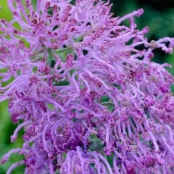 Plant Seed Store -Plant Seed Store muscari comosum plumosum cotton cany grape hyacinth close up cropped