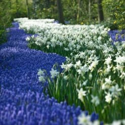 Thalia Daffodil -Plant Seed Store narcissus thalia muscari armen 2