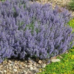 Select Blue Nepeta -Plant Seed Store nepeta faassenii select blue delosperma nubiginum