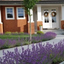 Little Trudy® Nepeta -Plant Seed Store nepeta little trudy catmint must credit plant select 1