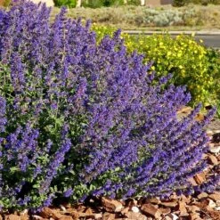 Walker's Deep Blue Nepeta 6 Walker's Deep Blue Nepeta -Plant Seed Store nepeta walkers dark blue 4 cc cropped