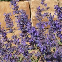 Walker's Deep Blue Nepeta 7 Walker's Deep Blue Nepeta -Plant Seed Store nepeta walkers dark blue close up of flwr cropped