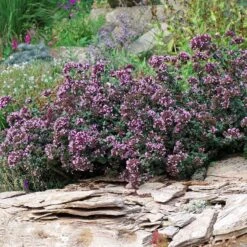 Rotkugel Ornamental Oregano -Plant Seed Store origanum rotkugel 1 cropped web