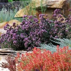 Rotkugel Ornamental Oregano -Plant Seed Store origanum rotkugel 3 cropped web