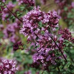 Rotkugel Ornamental Oregano -Plant Seed Store origanum rotkugel close up cropped