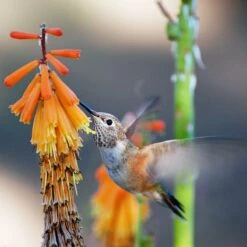 Dwarf Red Hot Poker -Plant Seed Store pam koch hummingbird and kniphofia az