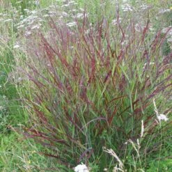Shenandoah Switch Grass -Plant Seed Store panicum shenandoah hni 01 cropped