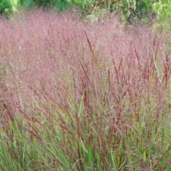 Shenandoah Switch Grass -Plant Seed Store panicum shenandoah hni 1 cropped