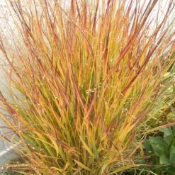 Ruby Ribbons® Prairie Switchgrass -Plant Seed Store panicum virgatum ruby ribbons 2 1