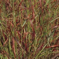 Shenandoah Switch Grass -Plant Seed Store panicum virgatum shenandoah 74540 web 2 1