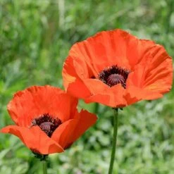 Brilliant Oriental Poppy -Plant Seed Store papaver orientale brilliant oriental poppy