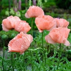 Princess Louise Oriental Poppy -Plant Seed Store papaver orientale princess louise oriental poppy 2