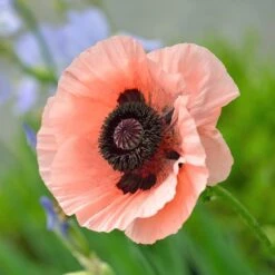 Princess Louise Oriental Poppy -Plant Seed Store papaver orientale princess louise oriental poppy 3.jpg.crdownload